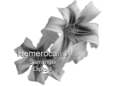 Hemerocallis DIB