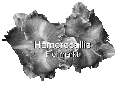 Hemerocallis Flohmarkt