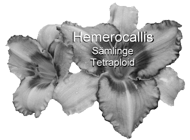 Hemerocallis TET